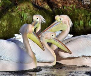 пазл Четыре розовые пеликаны